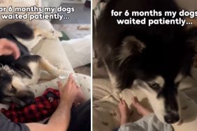 Dogs Wait Patiently for Months for Babies To Grow up & Love Them Back