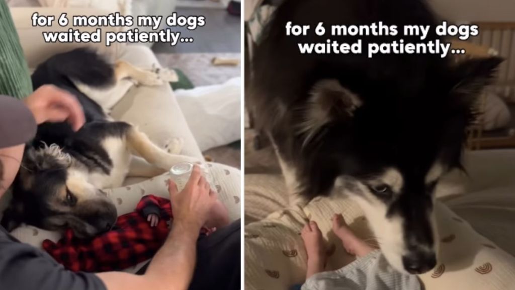 Dogs Wait Patiently for Months for Babies To Grow up & Love Them Back