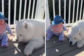 Samoyed Adorably Gets Petted by Baby After Giving Kiss