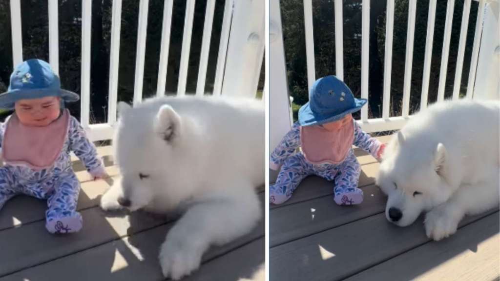 Samoyed Adorably Gets Petted by Baby After Giving Kiss