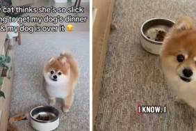 Dog’s Reaction to Cat Trying To Steal Food Is Hilarious