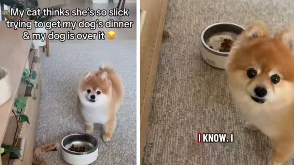 Dog’s Reaction to Cat Trying To Steal Food Is Hilarious