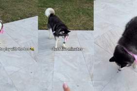 Video shows dog throwing a tantrum when mom says she can't play with the bee