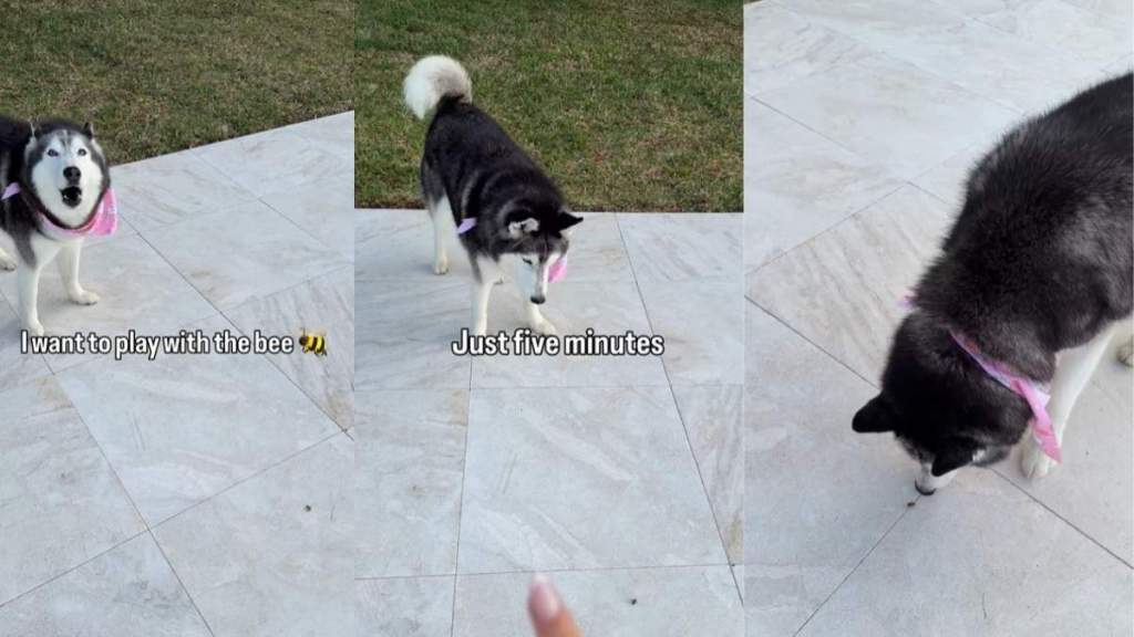 Video shows dog throwing a tantrum when mom says she can't play with the bee