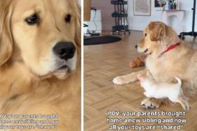 Dog Now Has To Share Toys With New Furry Brother