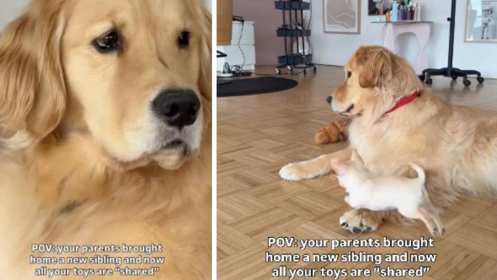 Dog Now Has To Share Toys With New Furry Brother