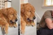 ‘Sleepy’ Golden Retriever Doesn’t Want To Let Go of His Toy