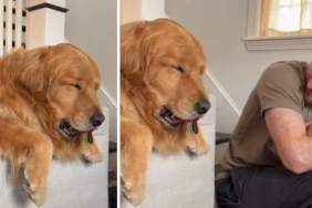 ‘Sleepy’ Golden Retriever Doesn’t Want To Let Go of His Toy