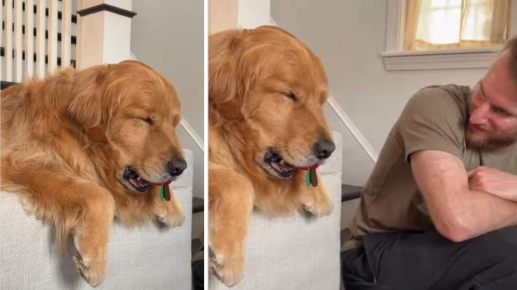 ‘Sleepy’ Golden Retriever Doesn’t Want To Let Go of His Toy