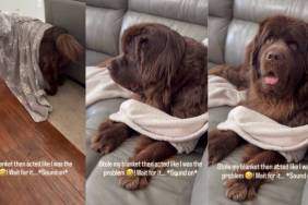Dog Plays Victim After Stealing Mom’s Blanket, Pretends She’s the Problem