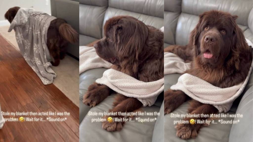 Dog Plays Victim After Stealing Mom’s Blanket, Pretends She’s the Problem