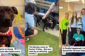 Shelter Dog Finally Finds Forever Home After 600 Days in Miracle Come True