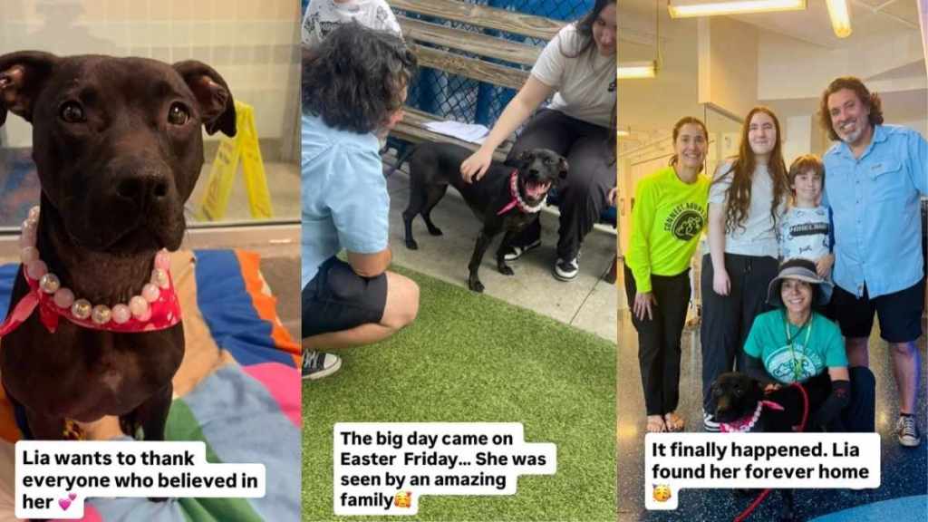 Shelter Dog Finally Finds Forever Home After 600 Days in Miracle Come True