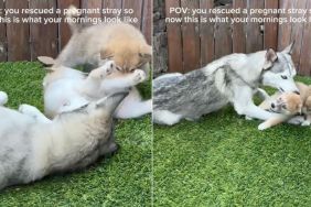 Rescued Pregnant Stray Dog’s Mornings Look Like This After Finding Home