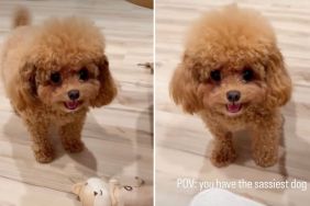 Tiny Dog Being Super ‘Sassy’ While Asking Mom To Play