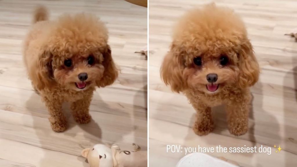 Tiny Dog Being Super ‘Sassy’ While Asking Mom To Play
