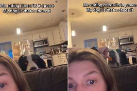 Dog Sneaks up Behind Mom as She Eats Cheez-Its, Demands His Share
