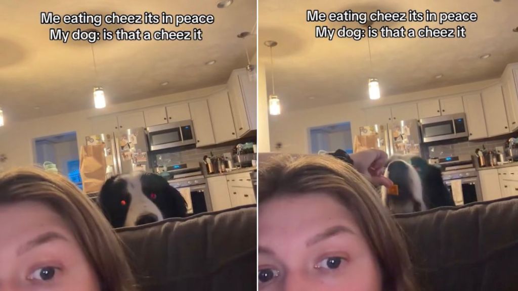 Dog Sneaks up Behind Mom as She Eats Cheez-Its, Demands His Share