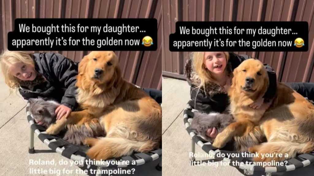 Golden Retriever & Little Girl Squeeze Into Trampoline That’s Too Small