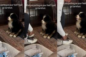 Puppy Curiously Watches Dad as He Puts on Shoes