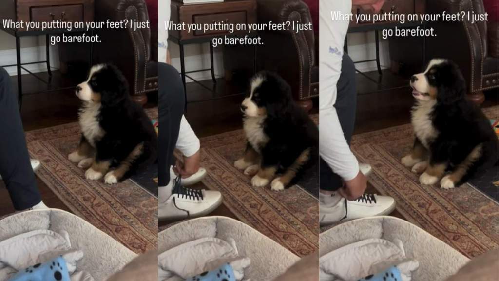 Puppy Curiously Watches Dad as He Puts on Shoes