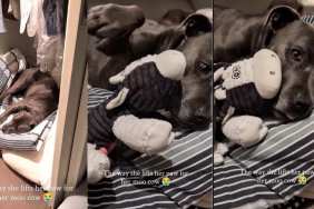 Dog Tucked in Bed Gently Lifts Her Paw When Dad Brings Her Snuggle Toy