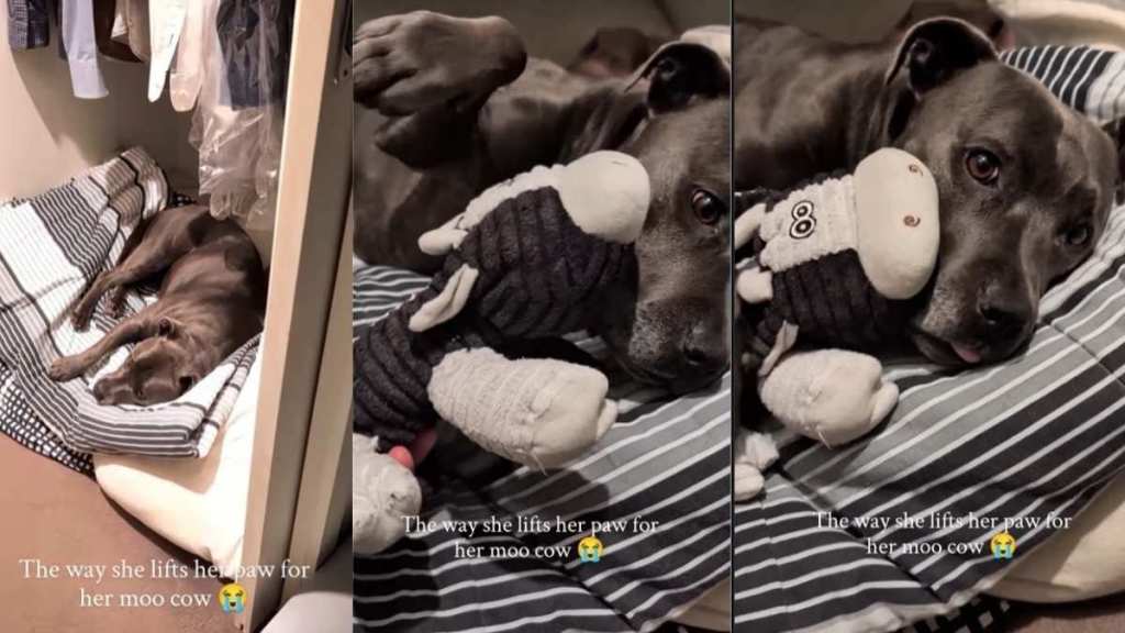 Dog Tucked in Bed Gently Lifts Her Paw When Dad Brings Her Snuggle Toy