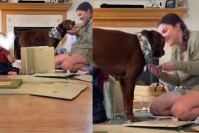 Dog Just Wants To Help Mom & Little Baby, Showers Them With Kisses