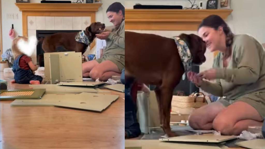 Dog Just Wants To Help Mom & Little Baby, Showers Them With Kisses