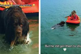 Dog Proves Not All Heroes Wear Capes, Some Have Their Own Flaws
