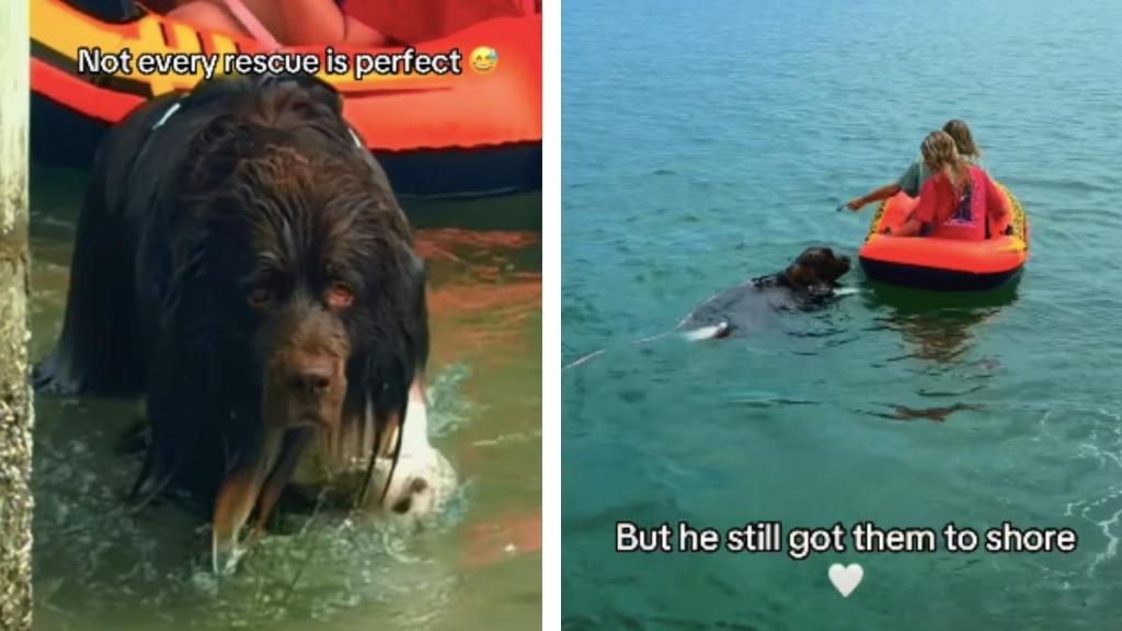 Dog Proves Not All Heroes Wear Capes, Some Have Their Own Flaws
