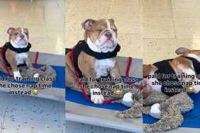 Dog Falling Asleep During Training Class Steals Hearts