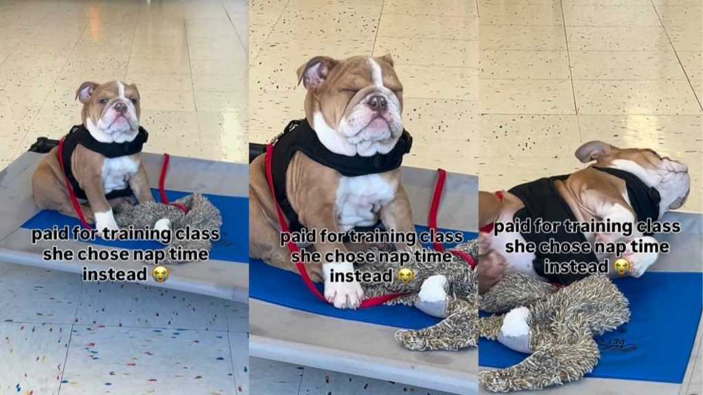 Dog Falling Asleep During Training Class Steals Hearts