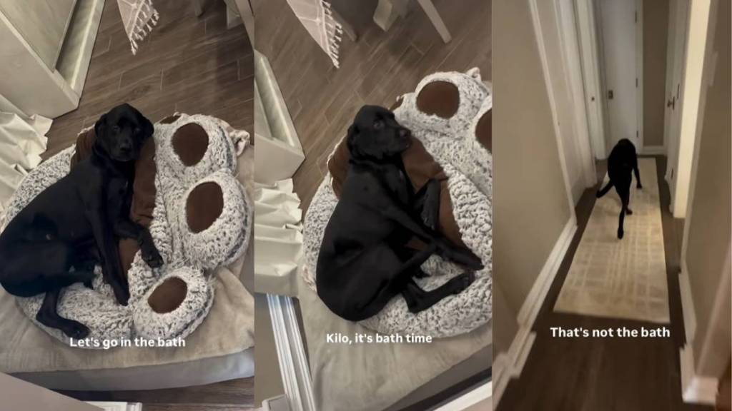 Dog Gives Dad a Hard Time When It’s Bath Time & Then Slips Away