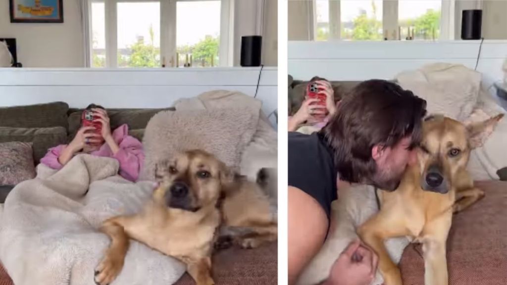 Rescue Dog Doesn’t Want Dad To Interrupt His Snuggle Time With Mom
