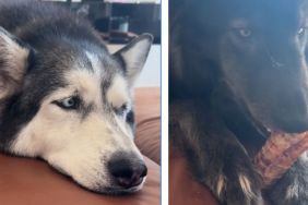 Rescue Dog Doesn’t Want Dad To Interrupt His Snuggle Time With Mom