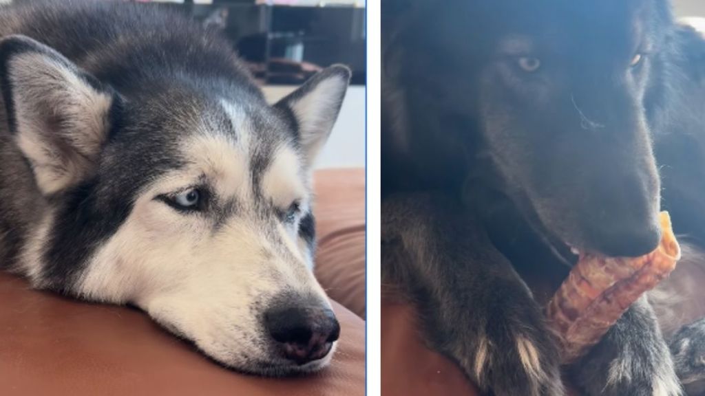 Rescue Dog Doesn’t Want Dad To Interrupt His Snuggle Time With Mom