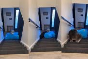Dog Manages to Haul His Giant Stuffed Bunny up the Stairs on His Own