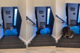 Dog Manages to Haul His Giant Stuffed Bunny up the Stairs on His Own