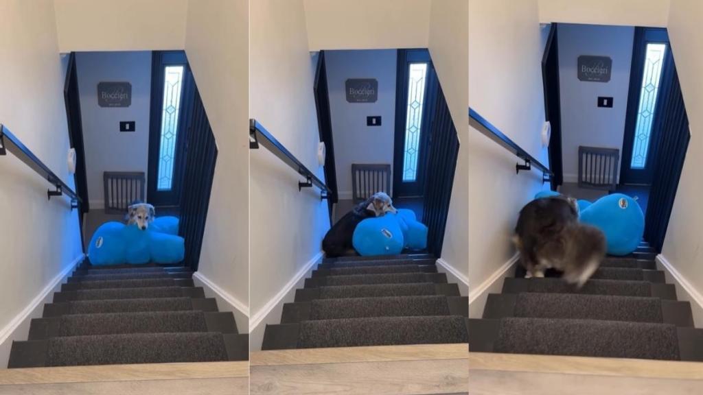 Dog Manages to Haul His Giant Stuffed Bunny up the Stairs on His Own