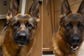 Dog Gets a Taste of His Own Medicine When Mom Tries To Rage Bait Him