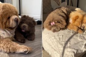 Chow Chow Siblings Love To Stay Close to Each Other