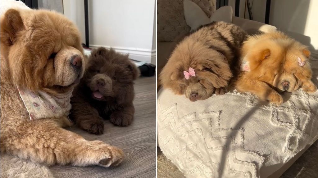 Chow Chow Siblings Love To Stay Close to Each Other