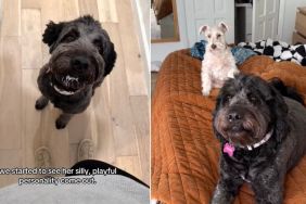 Dog Once Kept Tied Now Finds Love With Little Girls in Her New Home