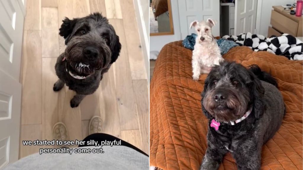 Dog Once Kept Tied Now Finds Love With Little Girls in Her New Home