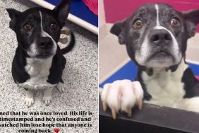 Senior Shelter Dog Once Loved Still Finds Happiness in Little Things