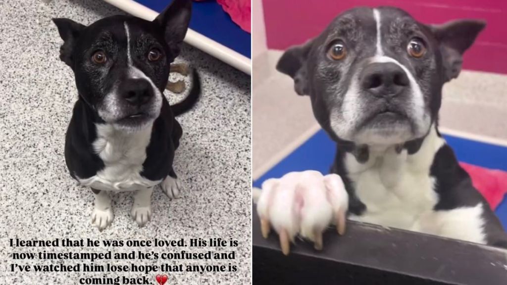 Senior Shelter Dog Once Loved Still Finds Happiness in Little Things