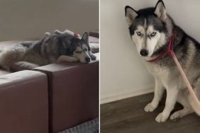 Husky Throws Tantrum When Asked To Use Same Door as Brothers