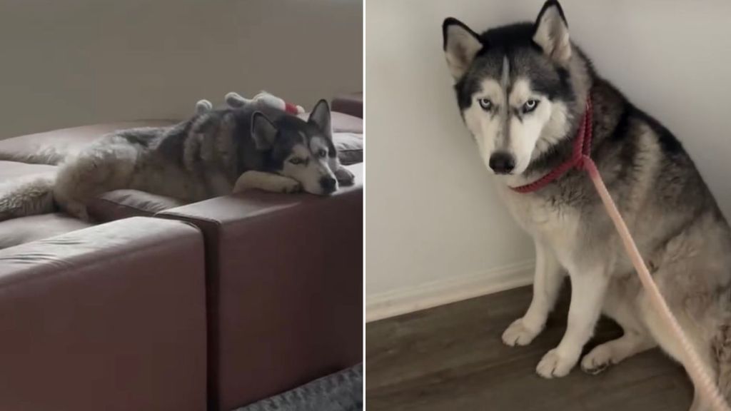 Husky Throws Tantrum When Asked To Use Same Door as Brothers