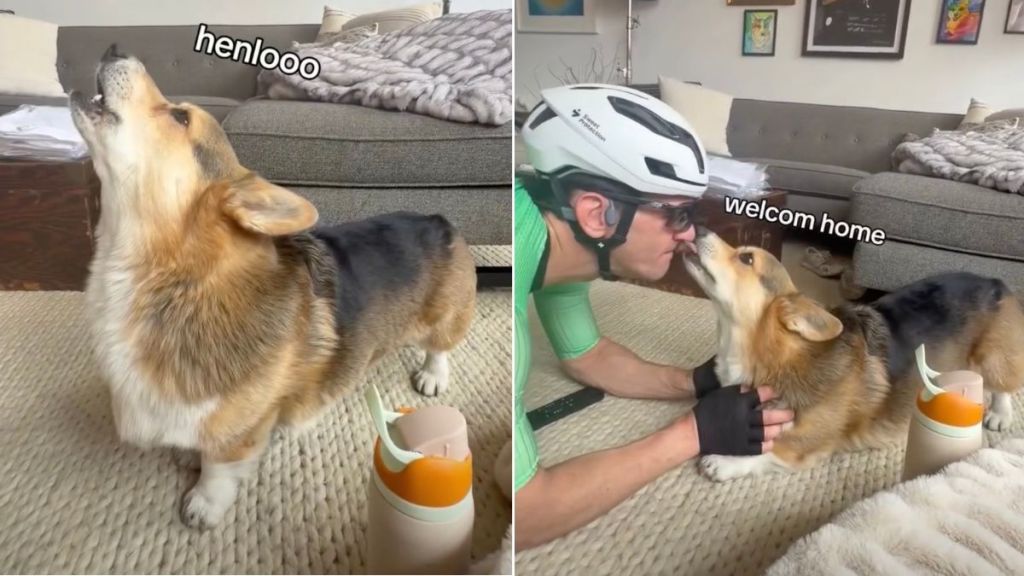 Corgi & Dad Share Adorable Greeting Ritual Involving Howls